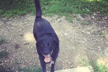 Dog Park at Mt. Airy Forest